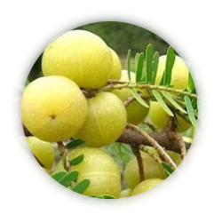 Amla-Extracts