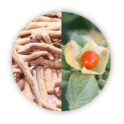 Ashwagandha Extract