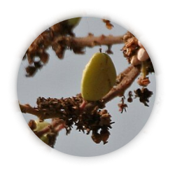 Boswellia serrata Extracts