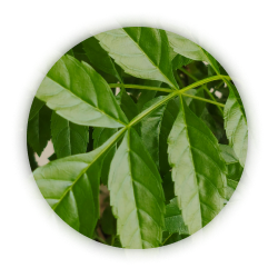 Neem Leaf Extract