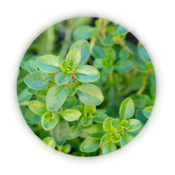 Thymol Eugenol Carvacrol