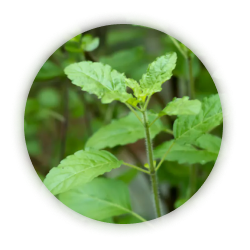 Tulsi Extract