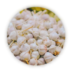 garlic extracts